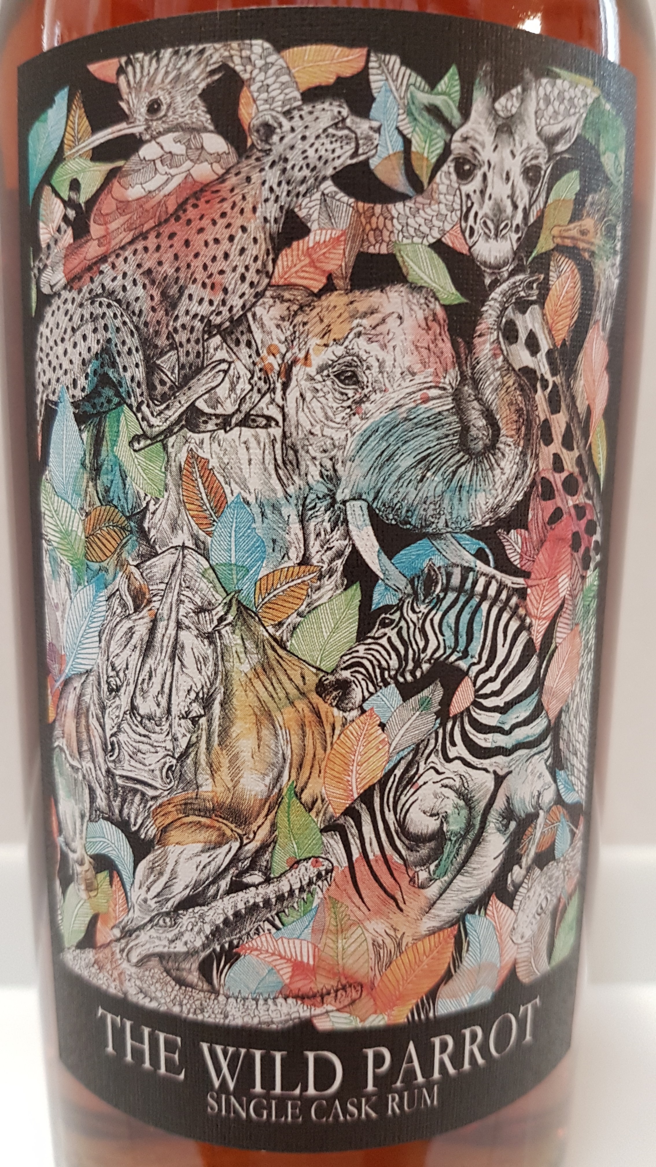 Savanna 11y - The Wild Parrot
